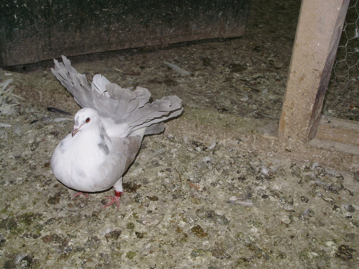 P8232009 - 1744 Sedat Iusein