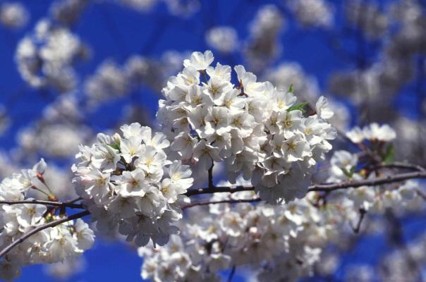 cherry blossom