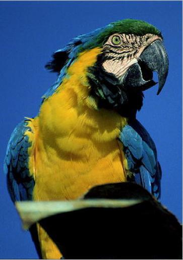 CAP12 - poze cu papagali