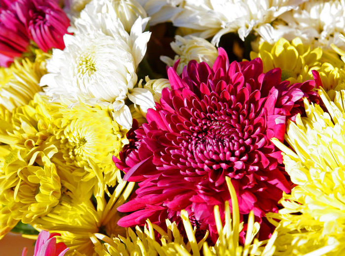 800px-Chrysanthemums - Flori