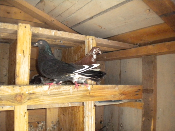 Picture 165 - Raicu 1