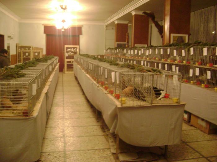 DSC05436 - expozitia tarnaveni 2009