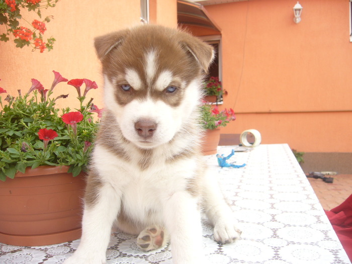 Ma numesc Ares ,si sunt un catel husky de 6 saptamani