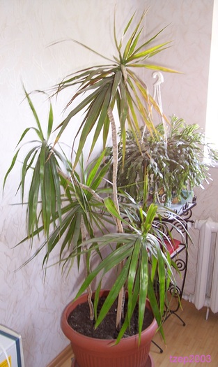 Dracena