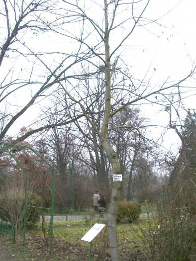 Liriodendron tulipifera - Arborele cu lalele