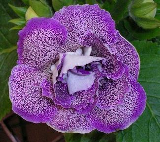 gloxinia