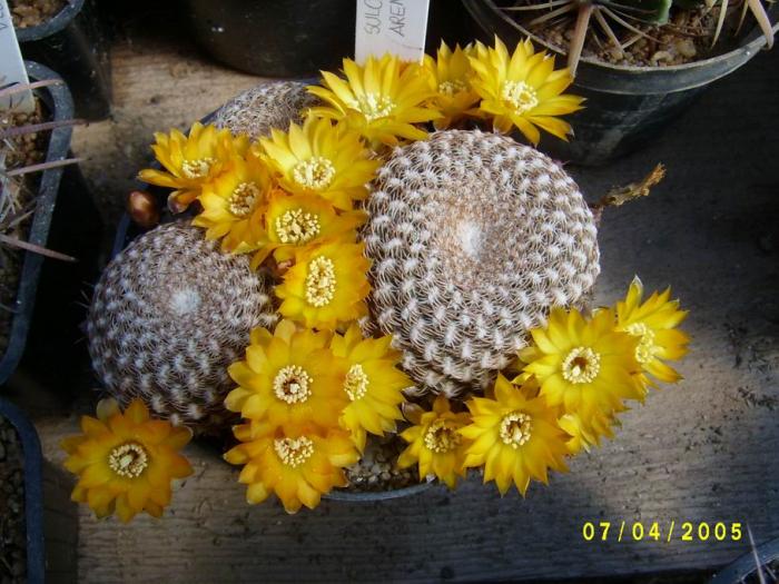 sulcorebutia_arenacea_2