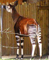  - Okapi