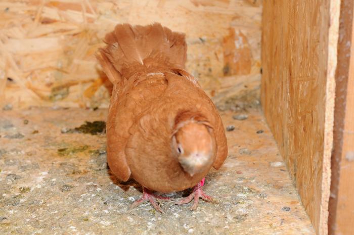 DSC_9829 - jucatori dublumotati calarasi 2008