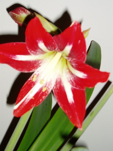 crin amaryllis - Florile mele 2009