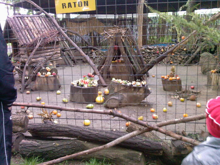 raton - Zoo Braila