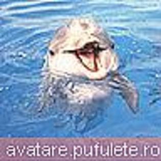 animale_0241