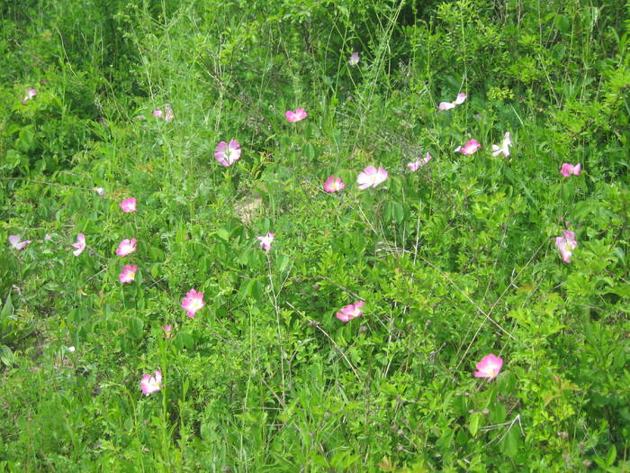 IMG_1952 - HARNICUTELE TATII