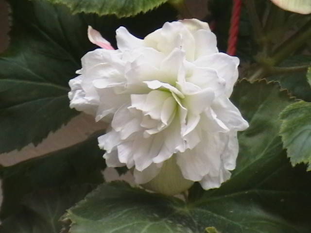IMGA0563