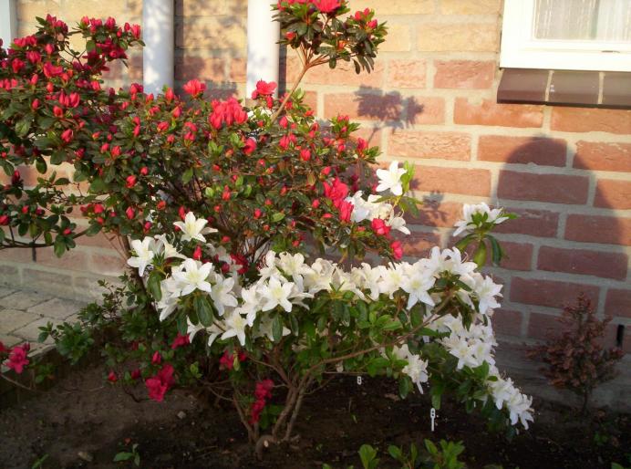 rhododendron 27 apr 2007 (2 - rhododendron