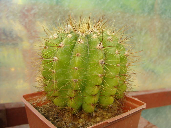 Notocactus ottonis v. villa-velhensis - Notocactus-Parodia