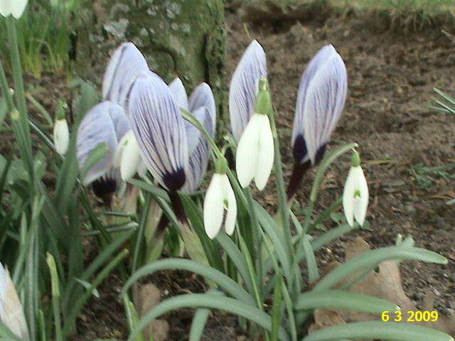 Crocusi si ghiocei 6 mart 2009