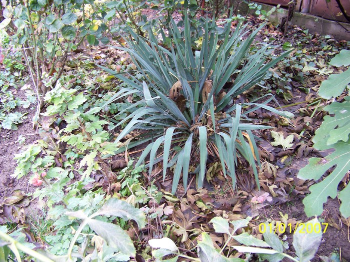 100_3878 - Toamna in curte  Timisoara