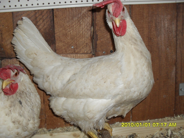 SDC10467 - leghorn alb