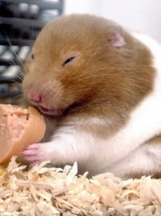 hamster cu ochii inchisi