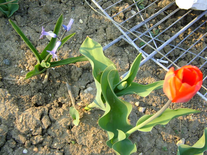 prima lalea din 2009 - diverse plante