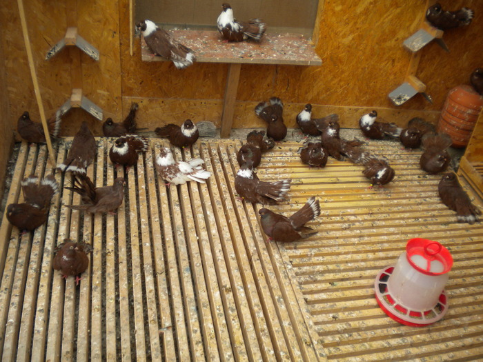 Picture 134 - Raicu 1