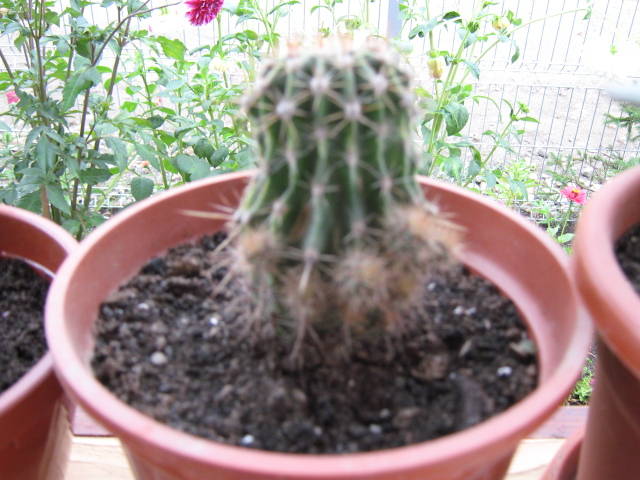 IMG_0162 - cactusi