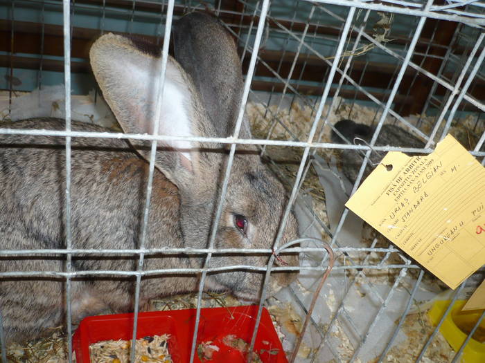 P1050658 - V  expo iasi 2009