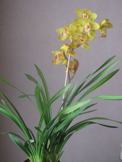 Orhidee Cymbidium 30 oct 2009 (1) - plante diverse - nu imi apartin