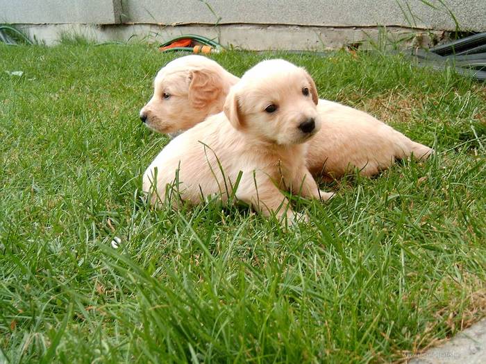 golden-retriever-pictures1_1 - ANIMALSS PLANET 3