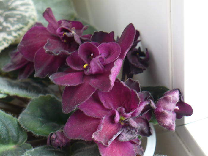 P1130391 - Saintpaulia - violete de camera