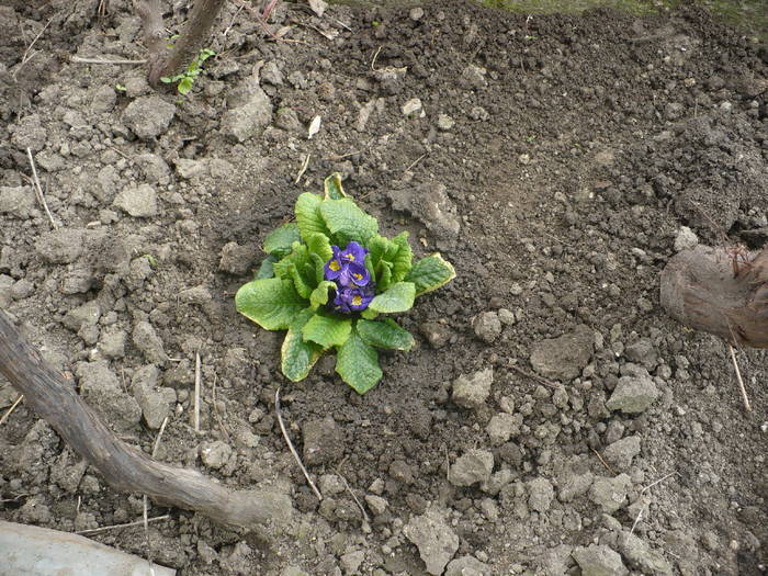 primula mov-indigo cu margine alba - plante de gradina 2009