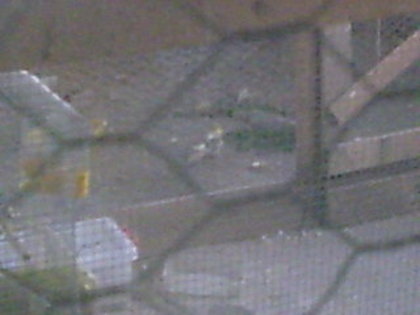 Imagine023 - PAPAGALI SI CANARI