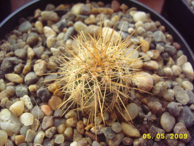 7 - cactusi si  suculente 09