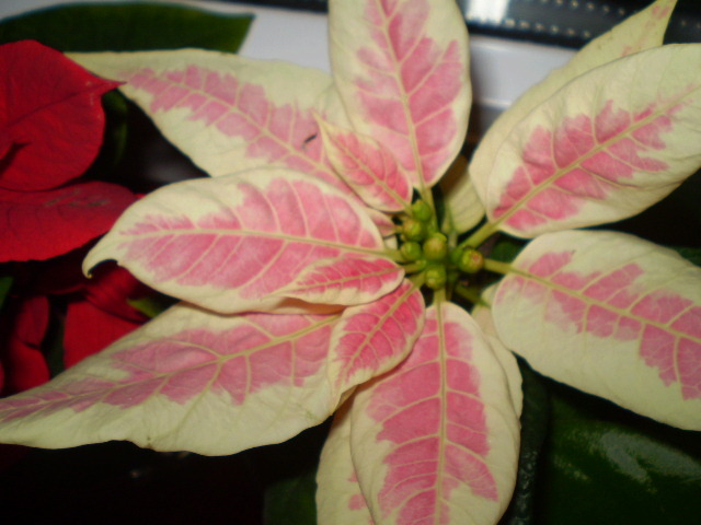 PC112919 - flori de camera 2009-2010