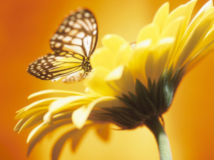 black-and-yellow-butterfly-
