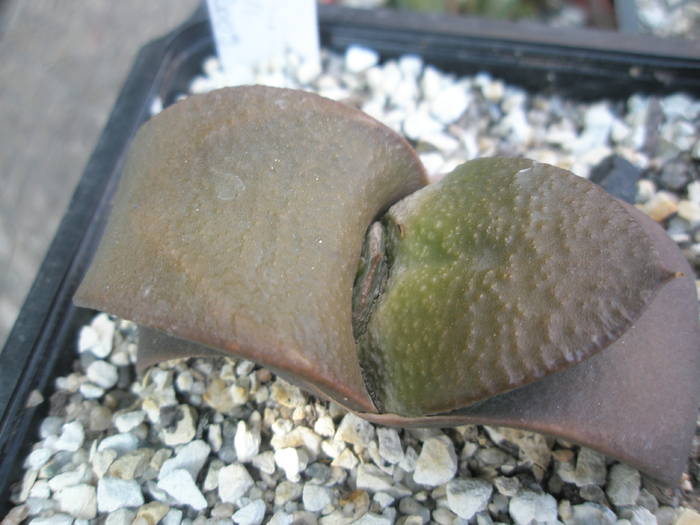 Gasteria armstrongii - Gasteria 2009