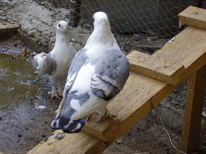 4 - C Porumbei Blueti si Satineti Vechi