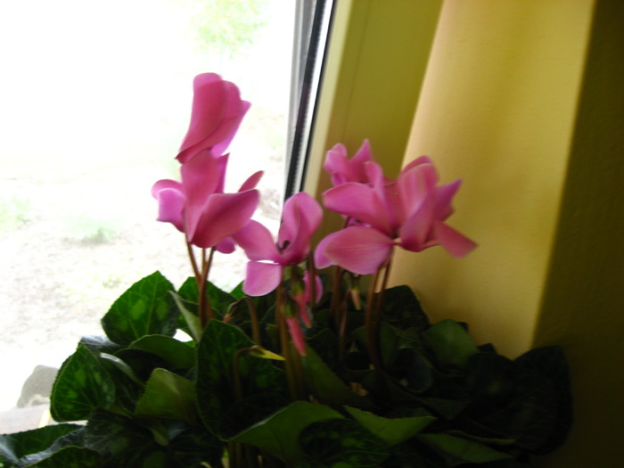 cyclamen - florile mele 2009