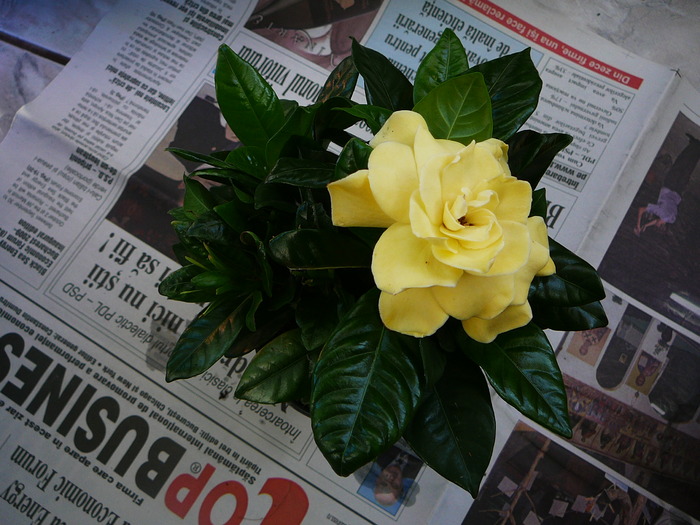 Picture 396; gardenia  mea
