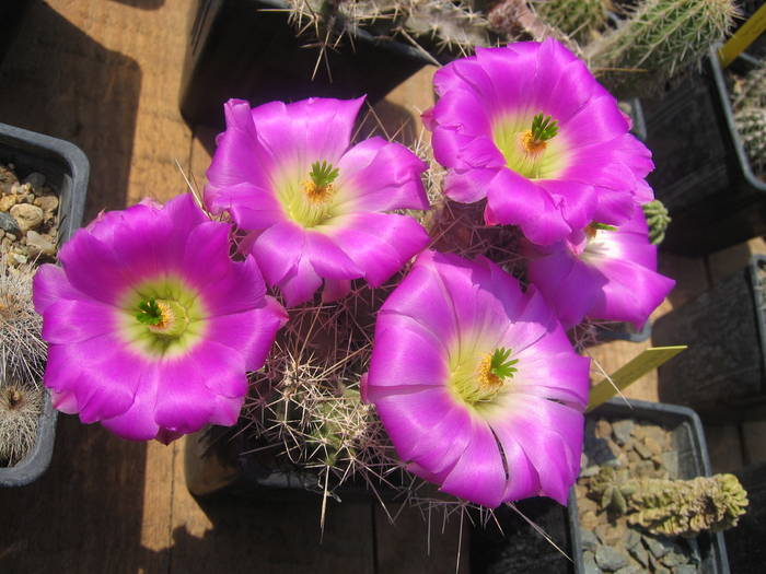 Echinocereus penthalophus - Cactusi la Constanta