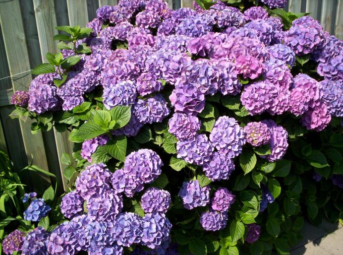 hortensia 7 iul 2007 (3 - hortensii