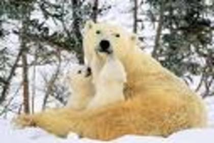 gffs - ursi polari
