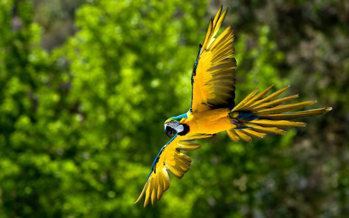 Macaw-1440