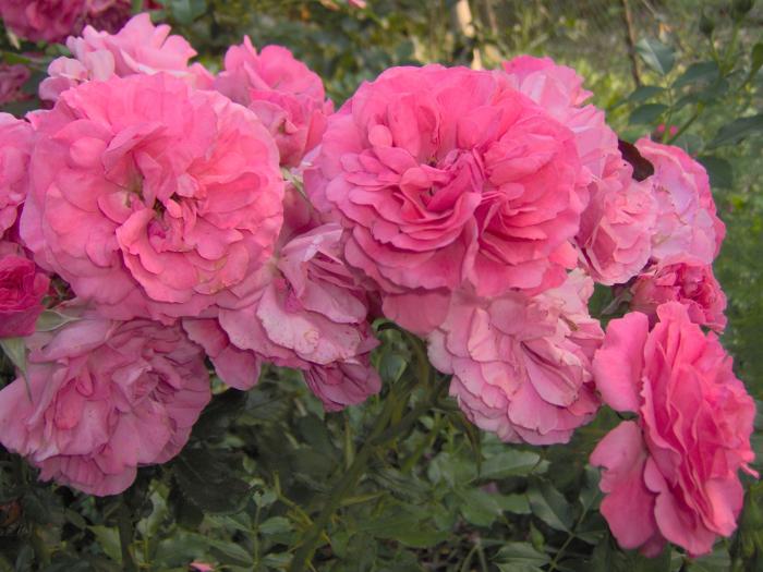 Rosarium Uetersen - trandafiri