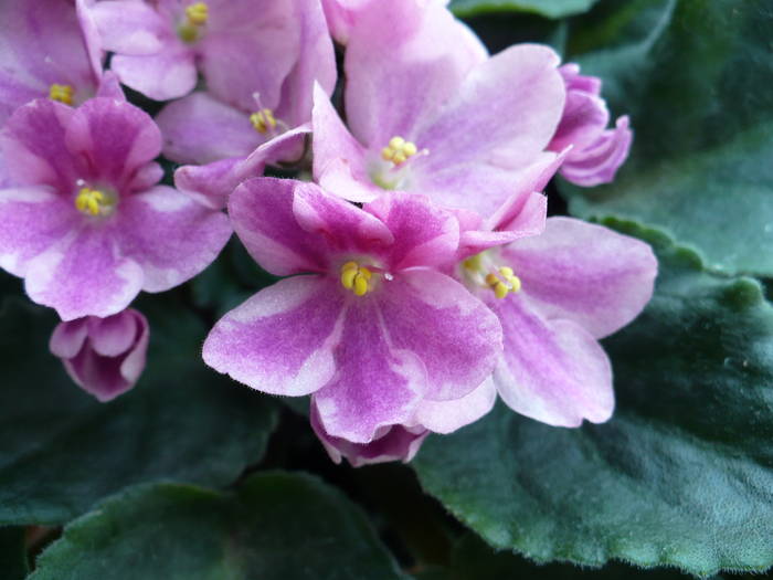 P1150293 - Saintpaulia - violete de camera