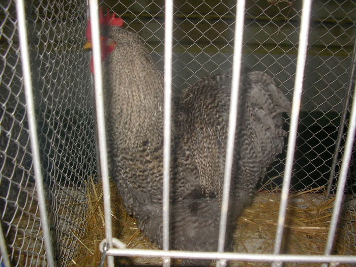 SANY0261 - poze expo 2009