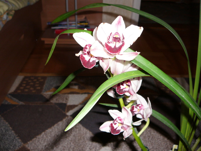 Cymbidium; Cymbidium
