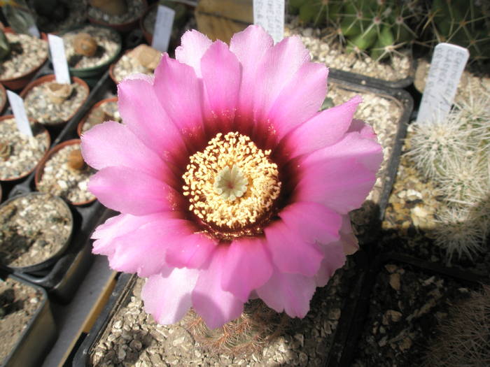 Echinocereus reichenbachii v. fitchii floare - 22.05