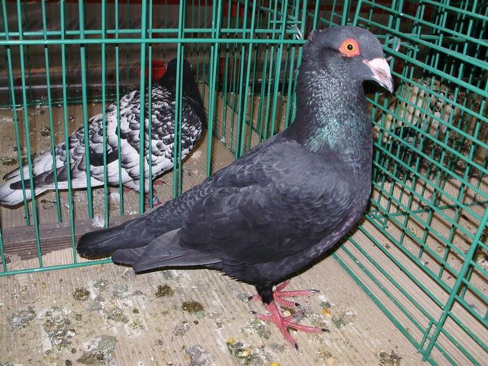 6679 bm 1 - 1507 partea 1b